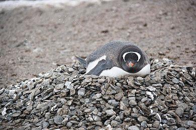 《猫咪斗恶龙III》开拓新领域！现已登陆 IPHONE、IPAD 和 MAC 平台